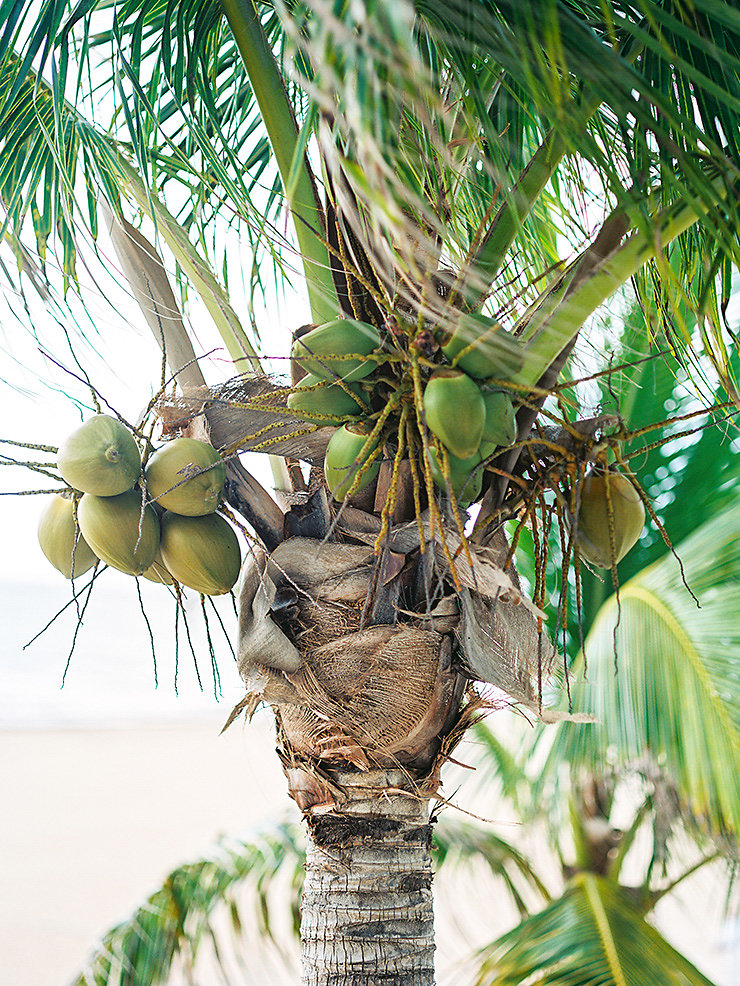 4-Coconut-tree.jpg